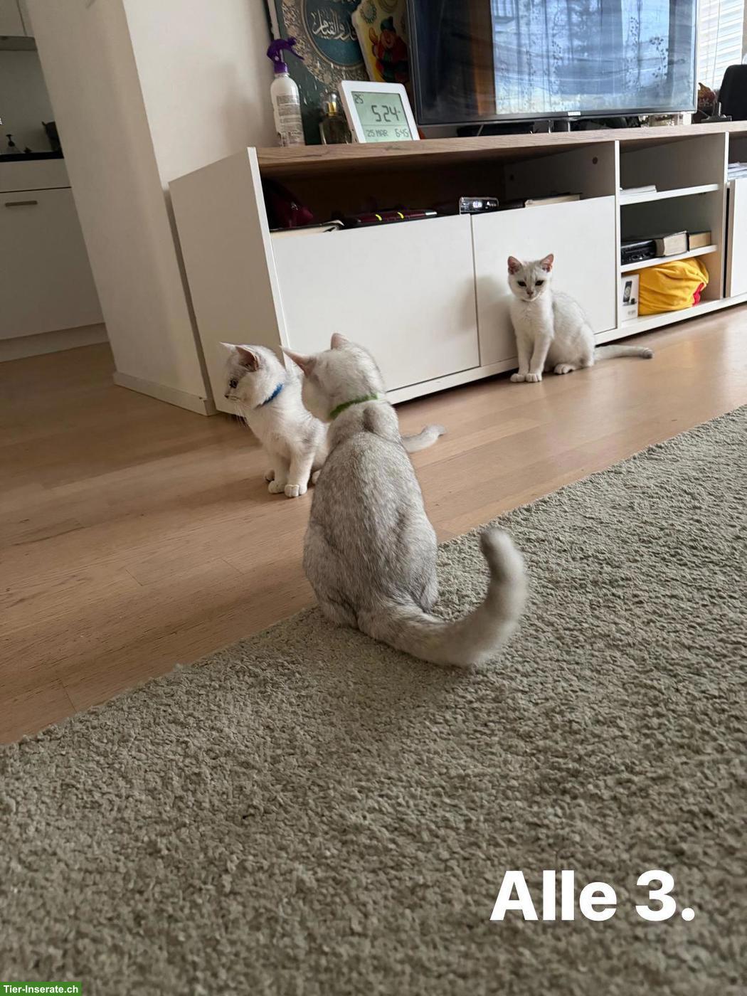 Junge BKH Katzen suchen ein Zuhause