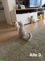 Junge BKH Katzen suchen ein Zuhause