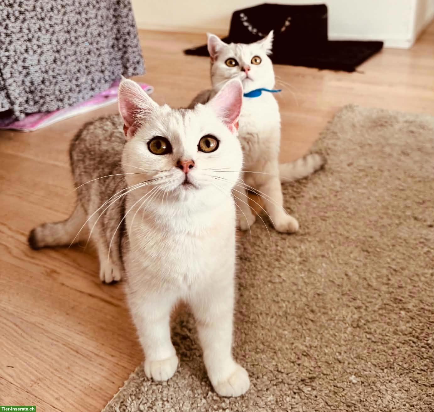 Bild 10: Junge BKH Katzen suchen ein Zuhause