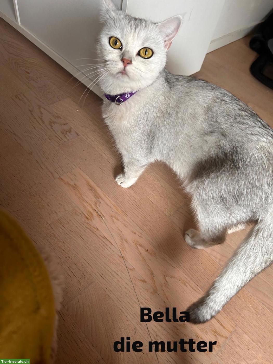 Bild 2: Junge BKH Katzen suchen ein Zuhause