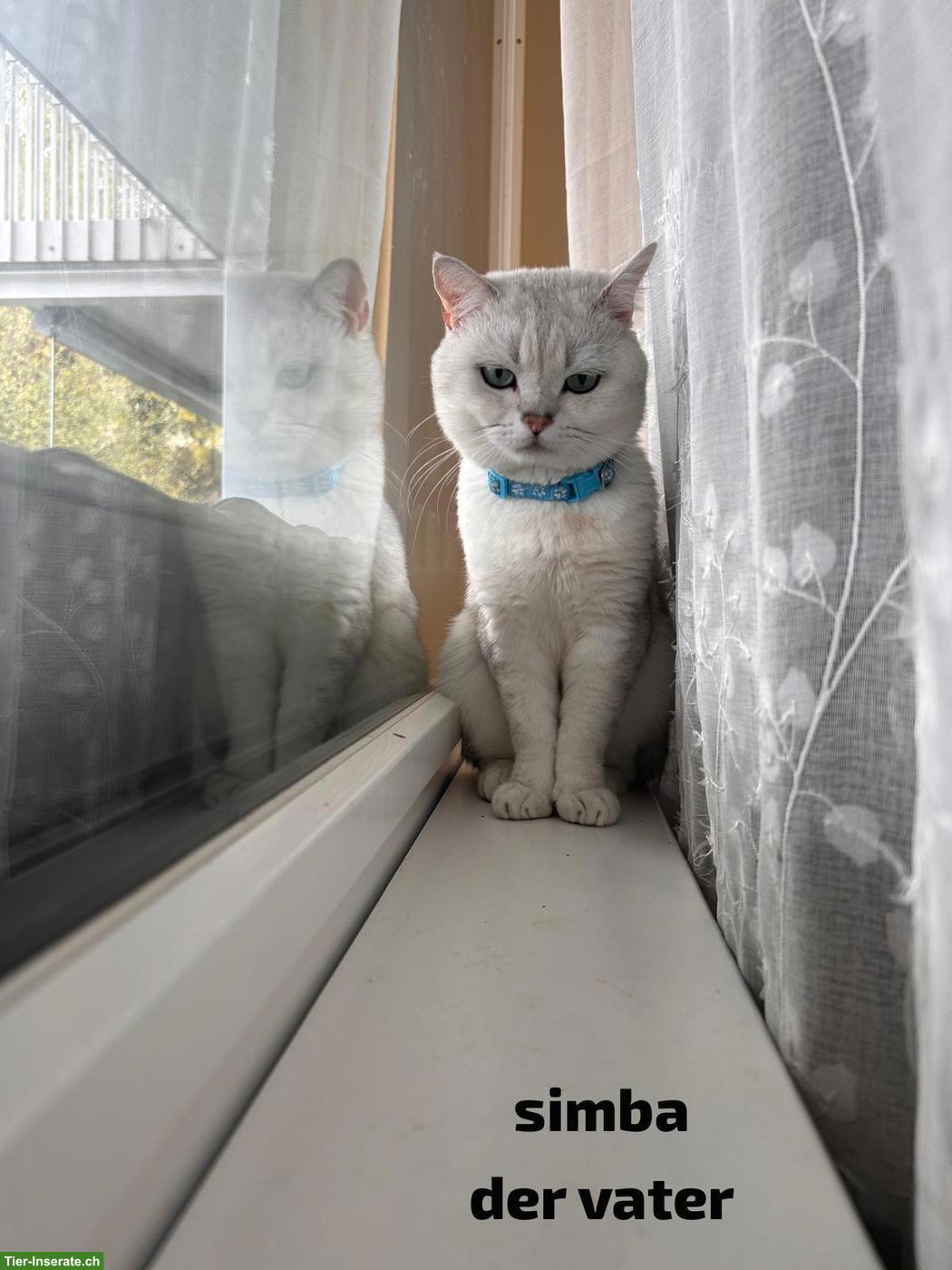 Bild 3: Junge BKH Katzen suchen ein Zuhause
