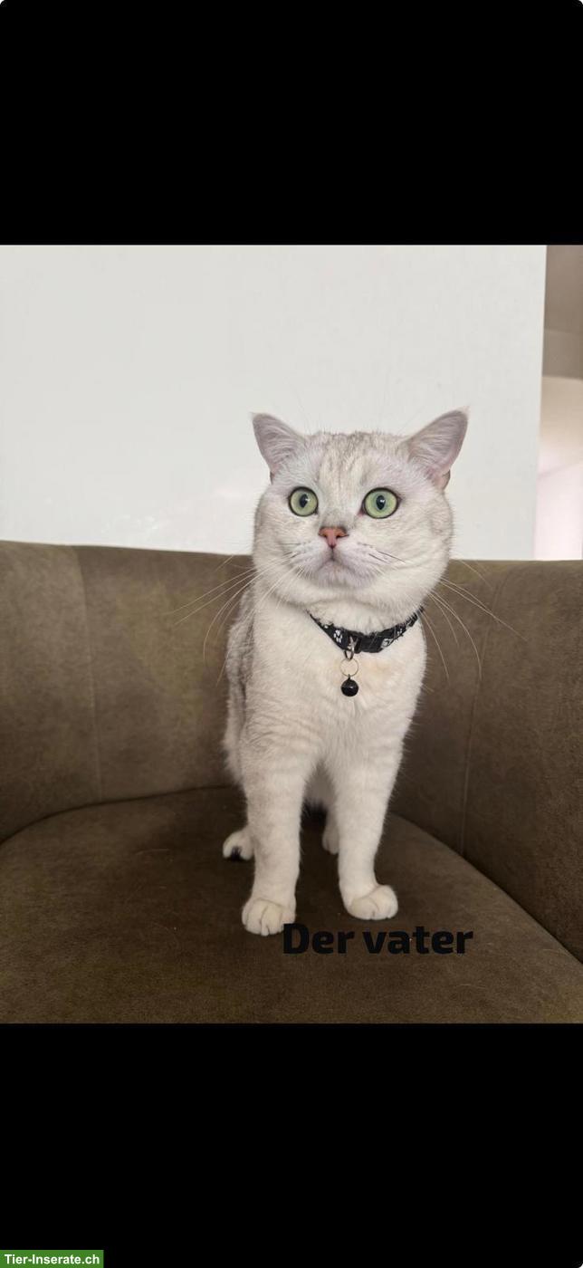 Bild 4: Junge BKH Katzen suchen ein Zuhause