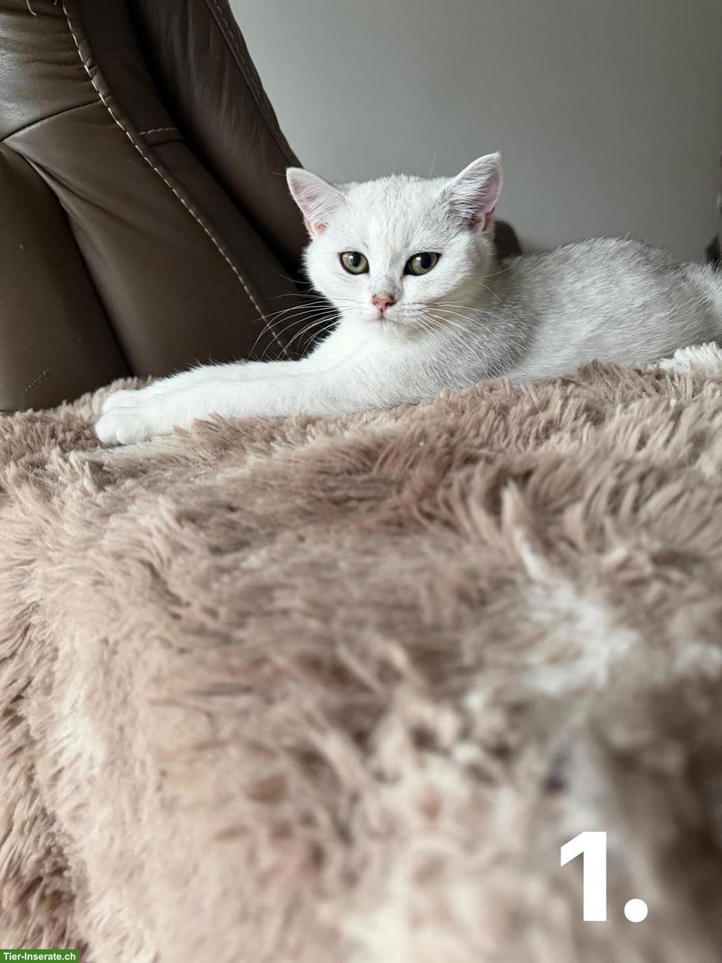 Bild 5: Junge BKH Katzen suchen ein Zuhause