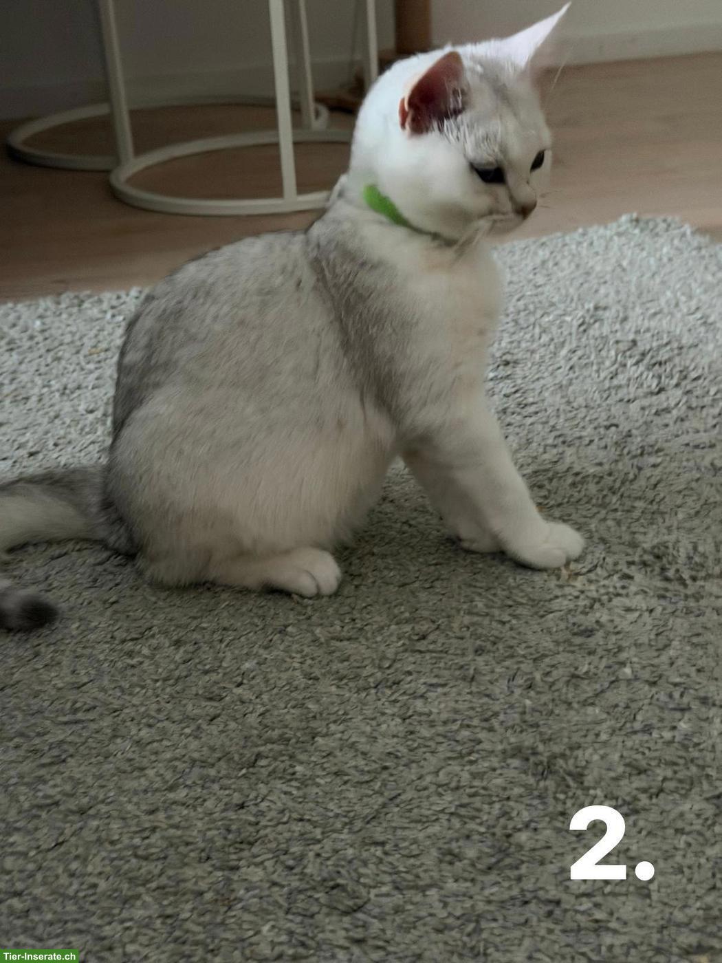 Bild 6: Junge BKH Katzen suchen ein Zuhause