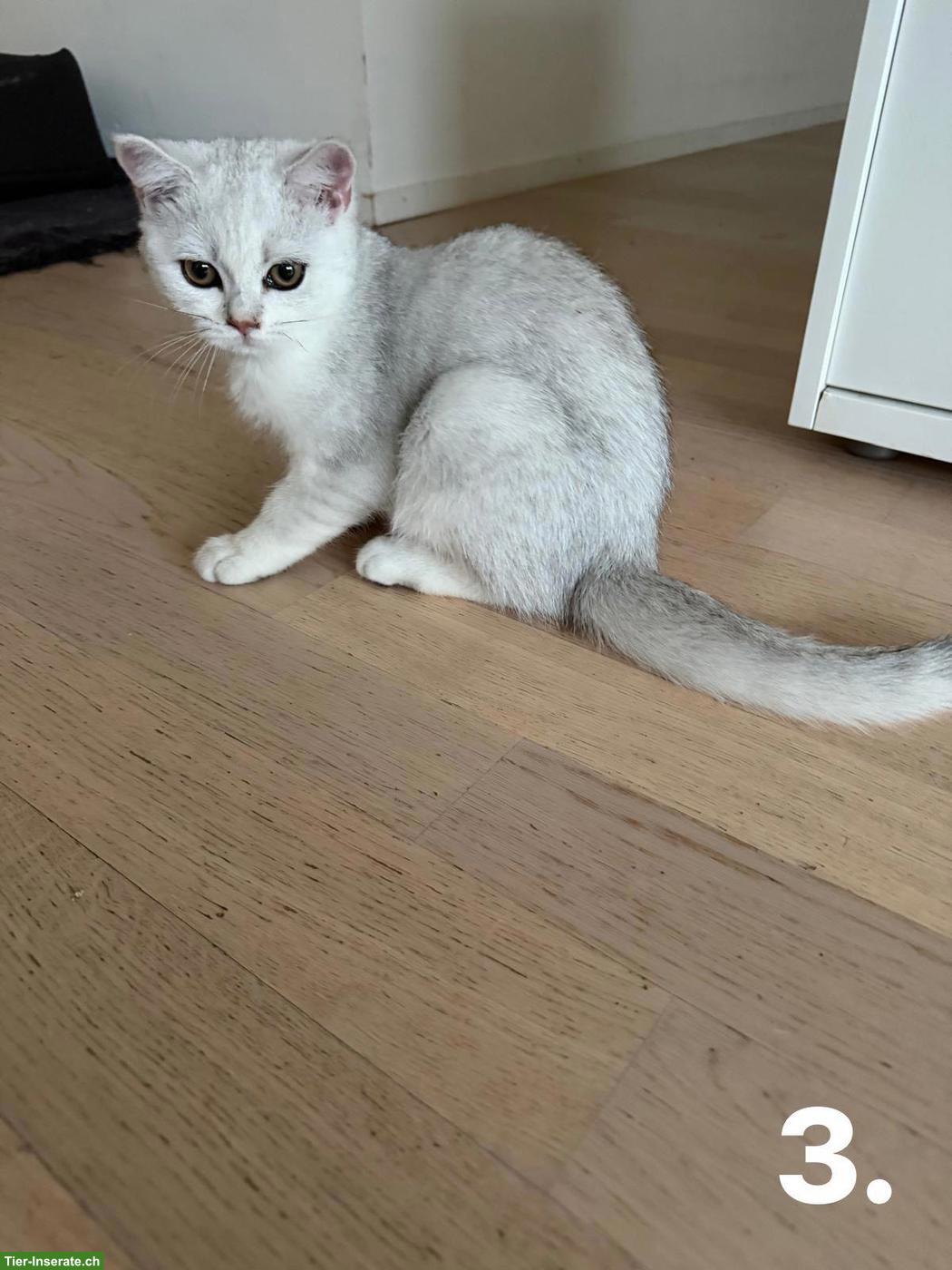 Bild 7: Junge BKH Katzen suchen ein Zuhause