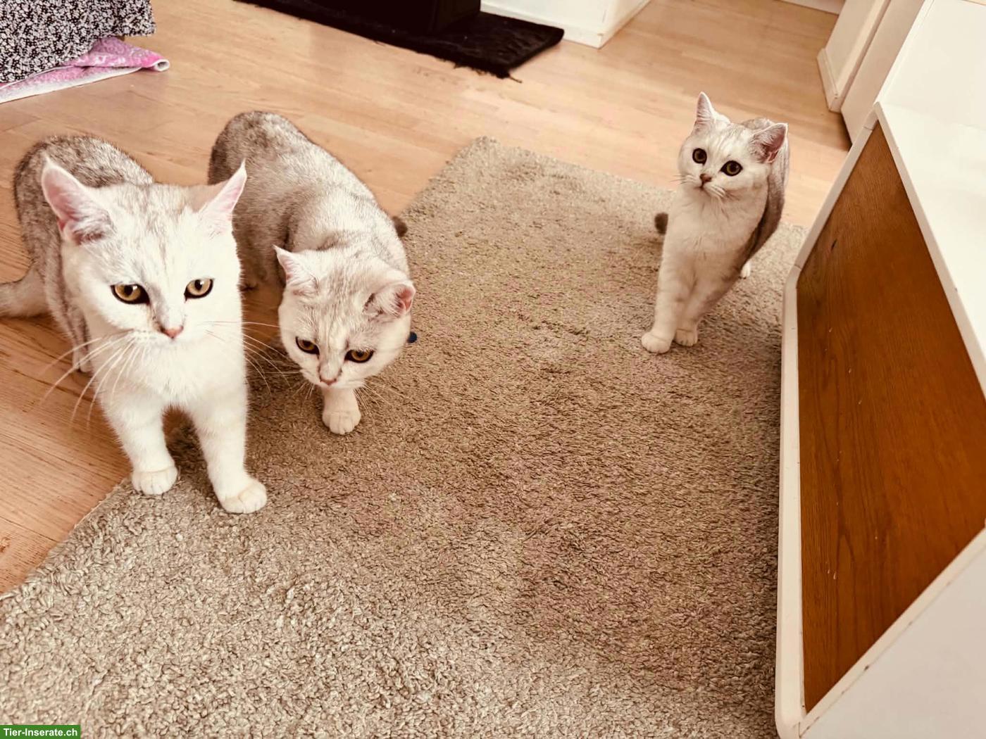 Bild 8: Junge BKH Katzen suchen ein Zuhause