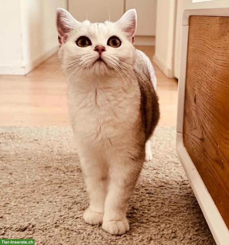 Bild 9: Junge BKH Katzen suchen ein Zuhause