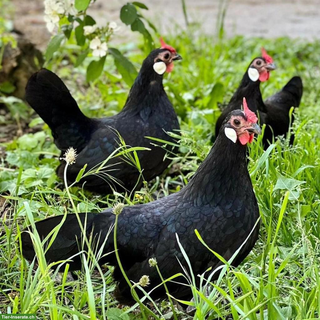 Bantam Zwerghühner, verschiedene Farben
