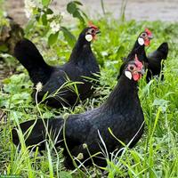 Bantam Zwerghühner, verschiedene Farben
