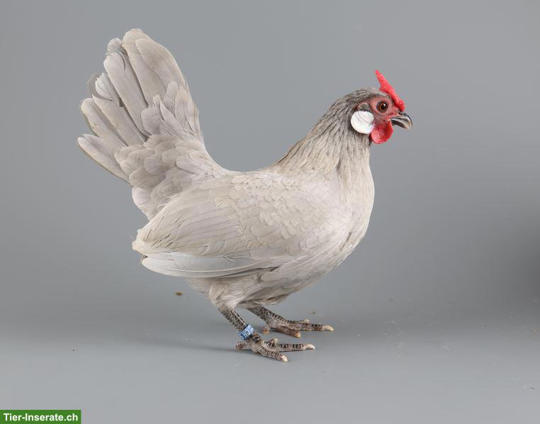 Bild 3: Bantam Zwerghühner, verschiedene Farben