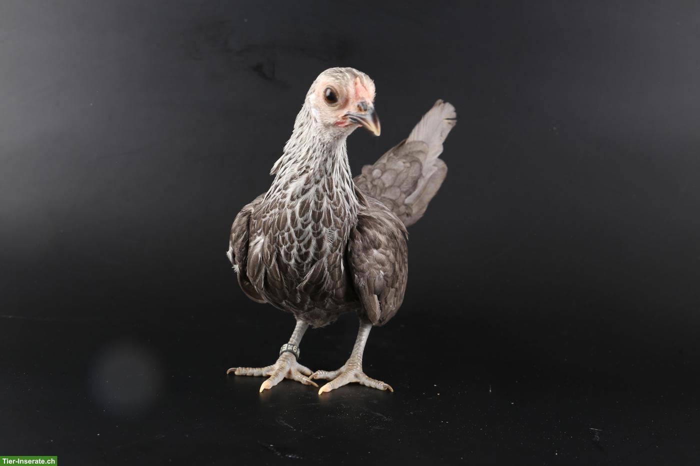 Bild 4: Bantam Zwerghühner, verschiedene Farben