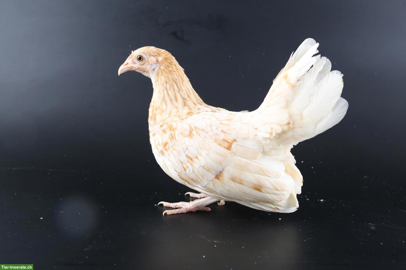 Bild 5: Bantam Zwerghühner, verschiedene Farben