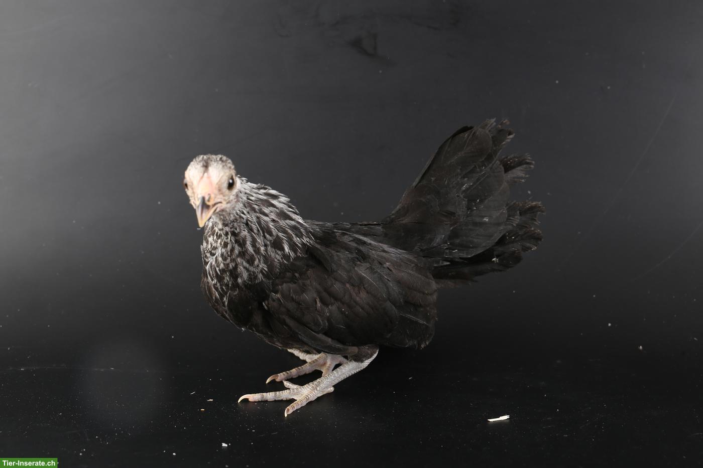 Bild 6: Bantam Zwerghühner, verschiedene Farben