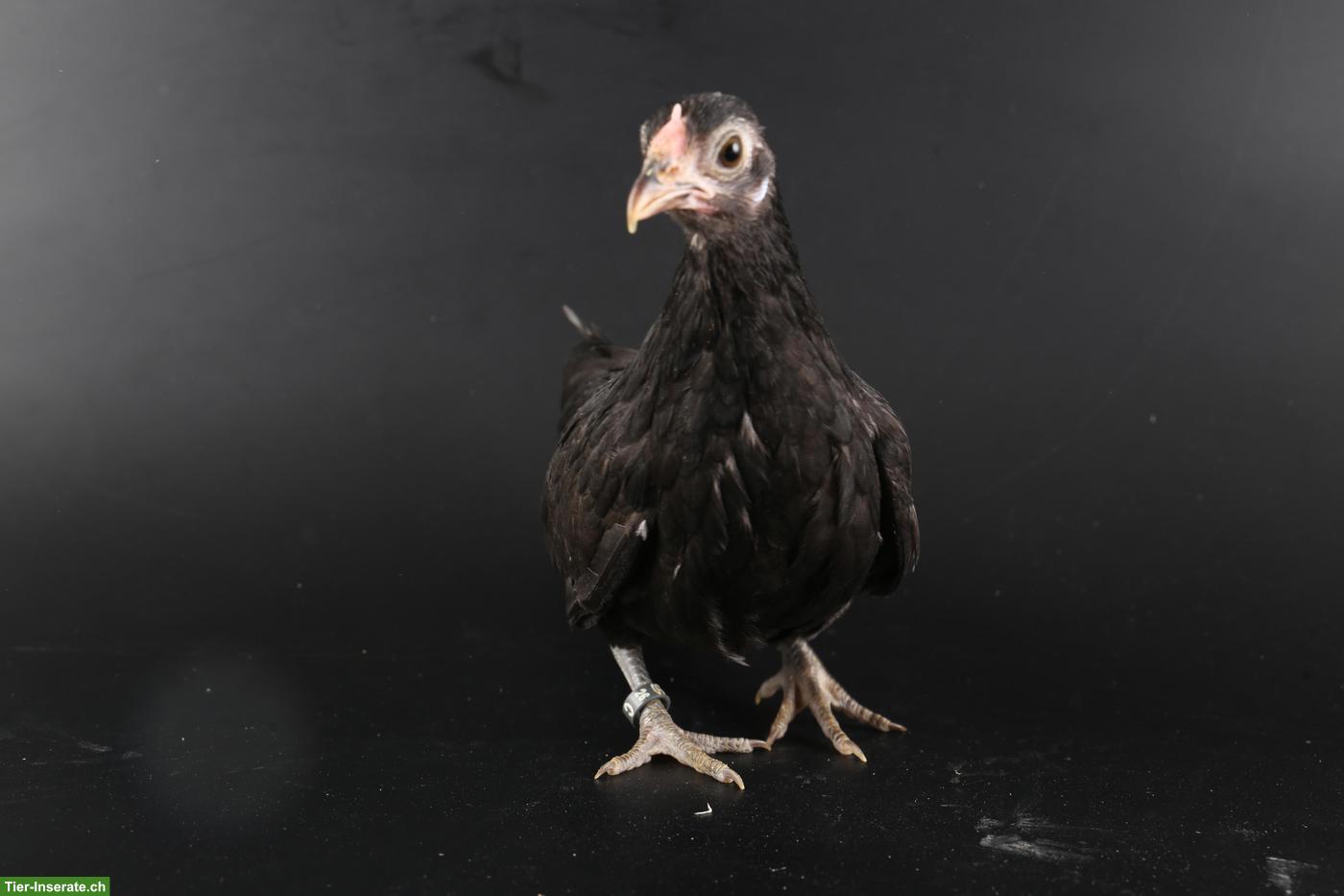 Bild 7: Bantam Zwerghühner, verschiedene Farben