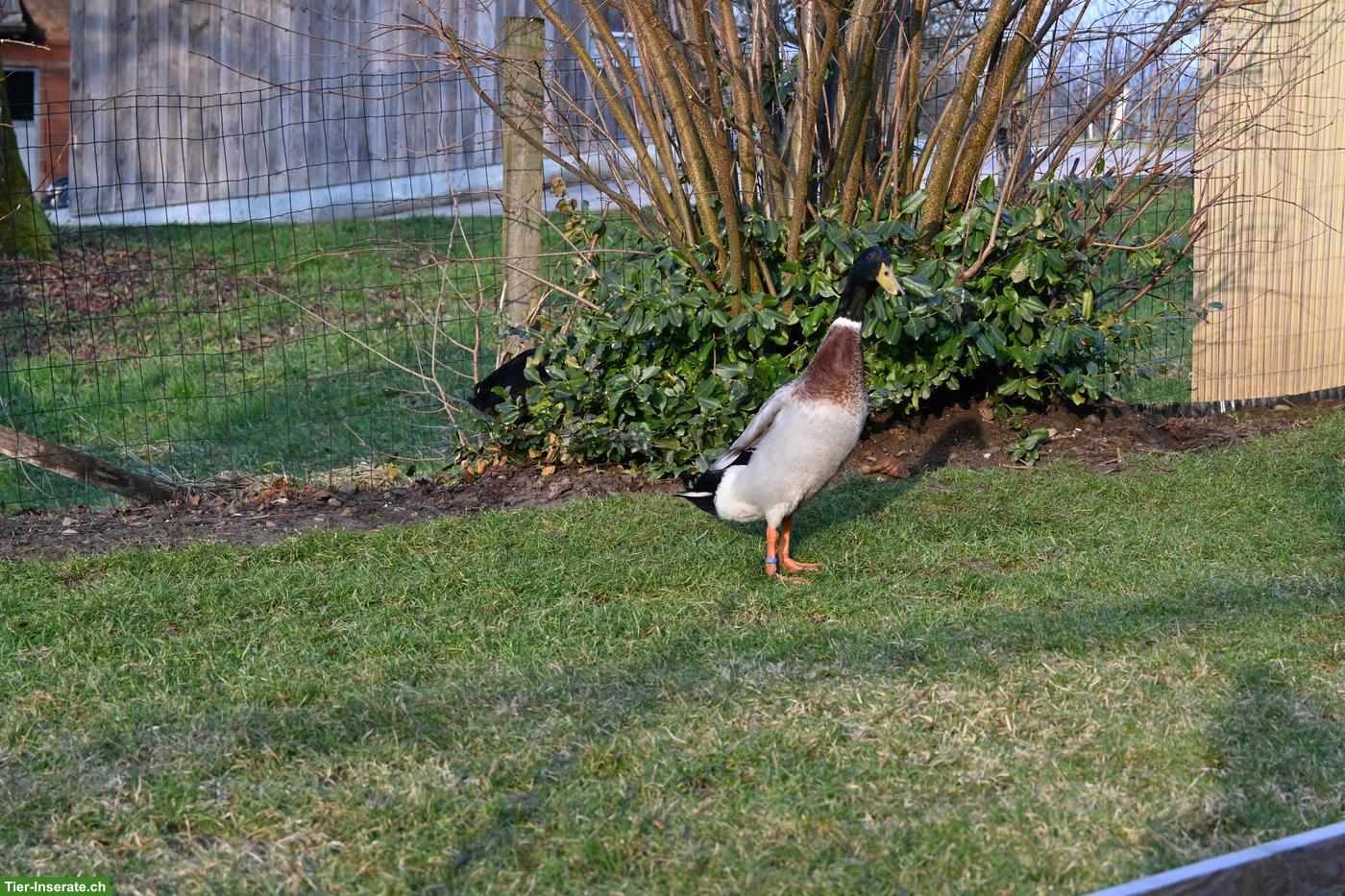 Laufenten-Erpel sucht Zuhause bei Enten-Damen