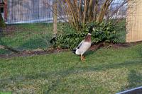 Laufenten-Erpel sucht Zuhause bei Enten-Damen