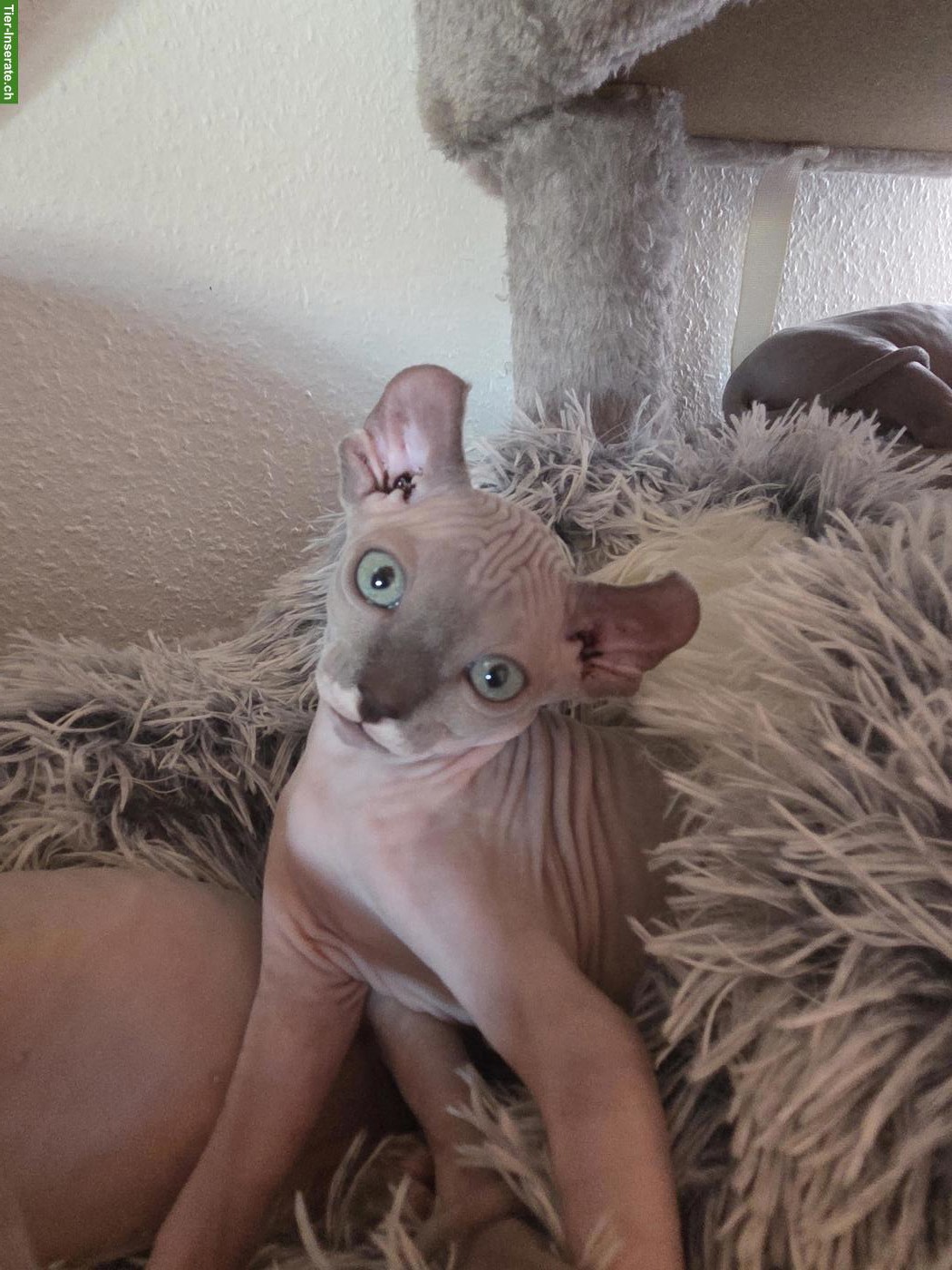 Canadian Sphynx-Elf Kitten