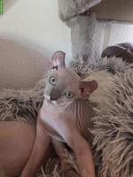 Canadian Sphynx-Elf Kitten