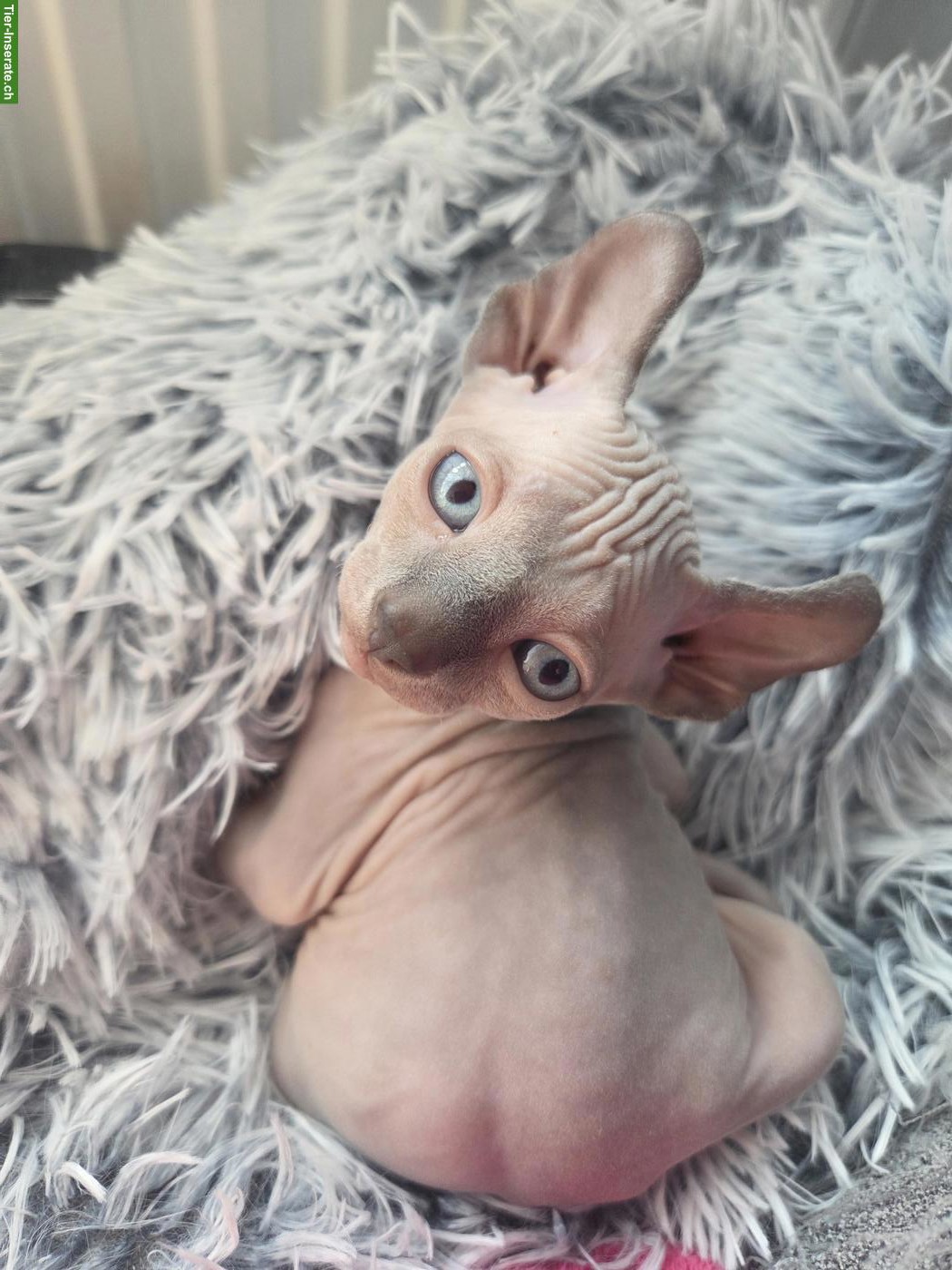 Bild 2: Canadian Sphynx-Elf Kitten