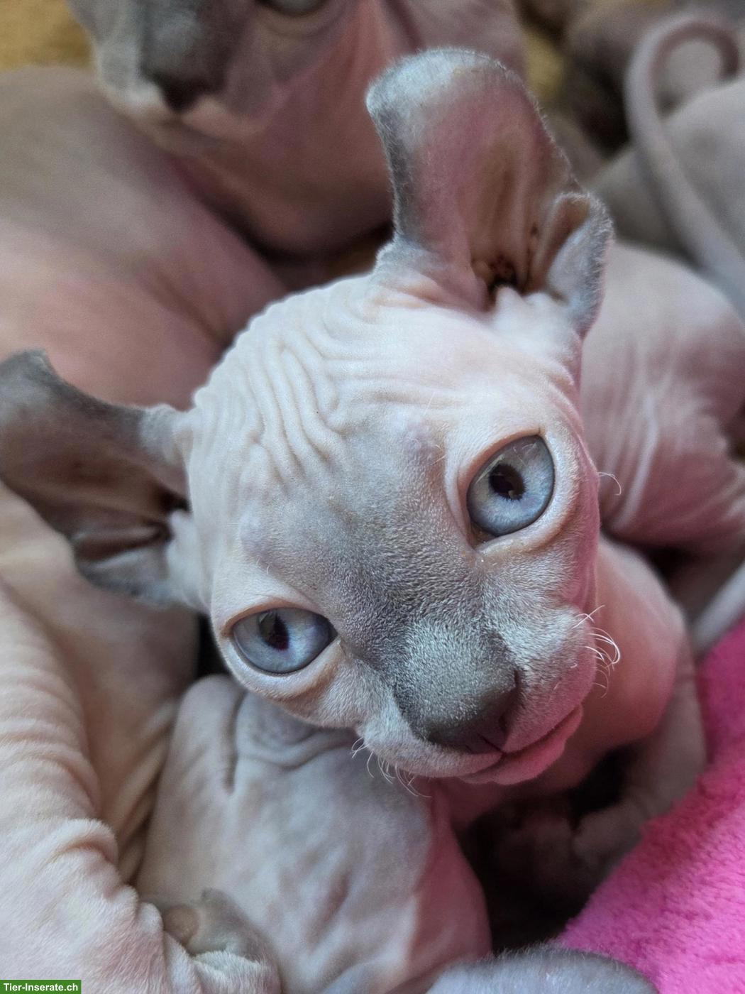 Bild 3: Canadian Sphynx-Elf Kitten