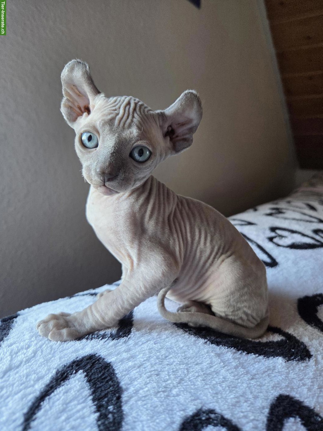 Bild 4: Canadian Sphynx-Elf Kitten