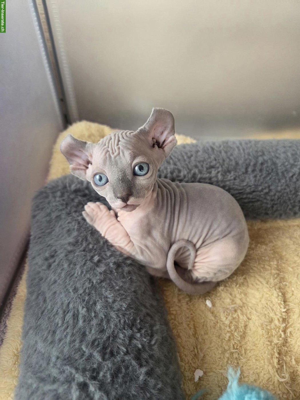 Bild 5: Canadian Sphynx-Elf Kitten
