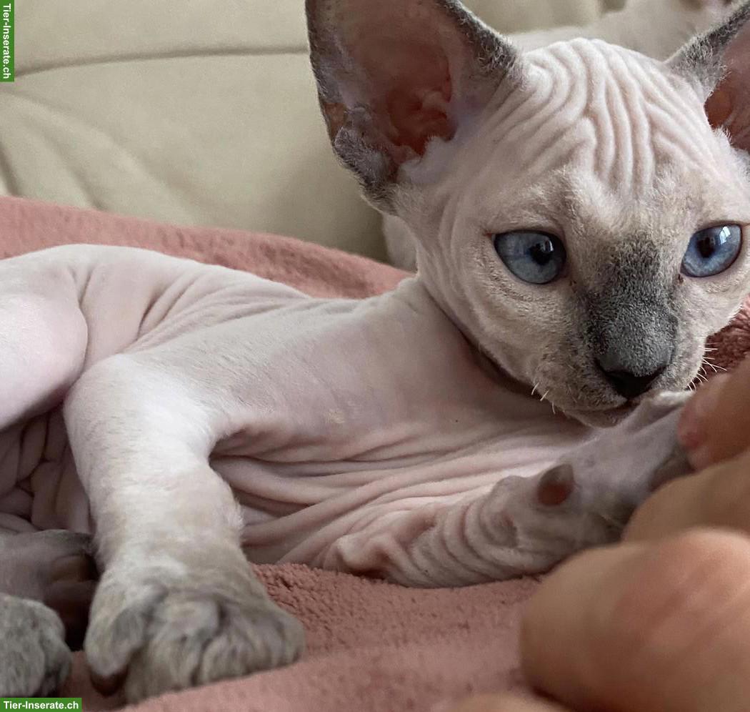 Wunderschöne Devon Rex Kitten