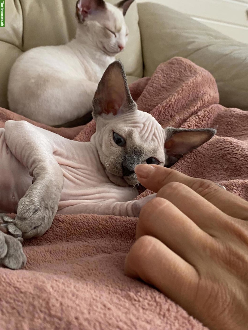 Bild 2: Wunderschöne Devon Rex Kitten