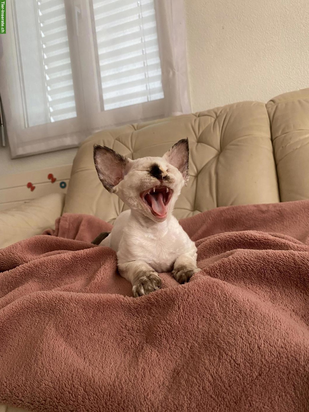 Bild 3: Wunderschöne Devon Rex Kitten