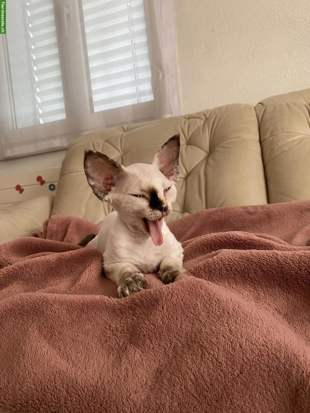Bild 4: Wunderschöne Devon Rex Kitten