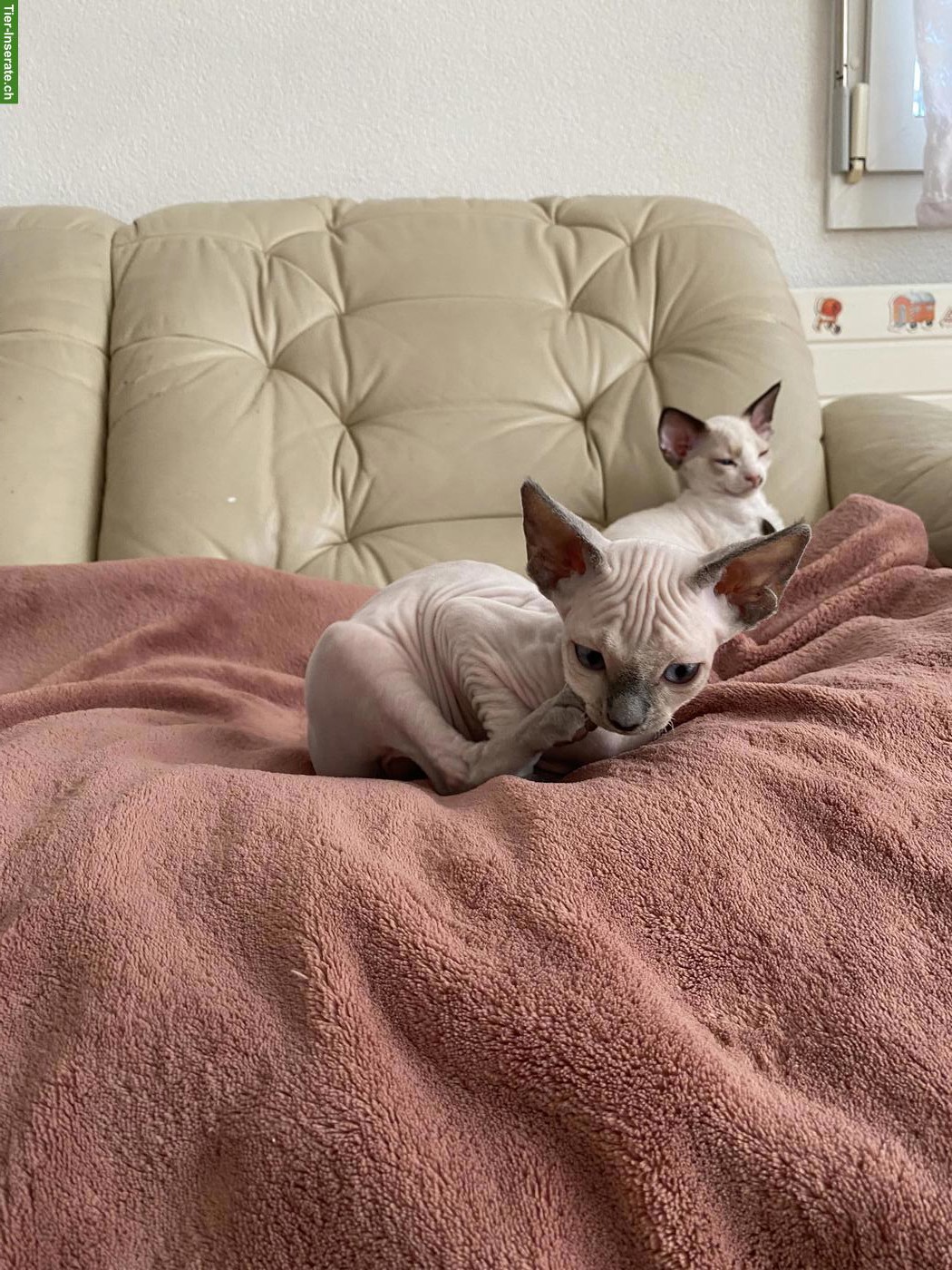 Bild 5: Wunderschöne Devon Rex Kitten