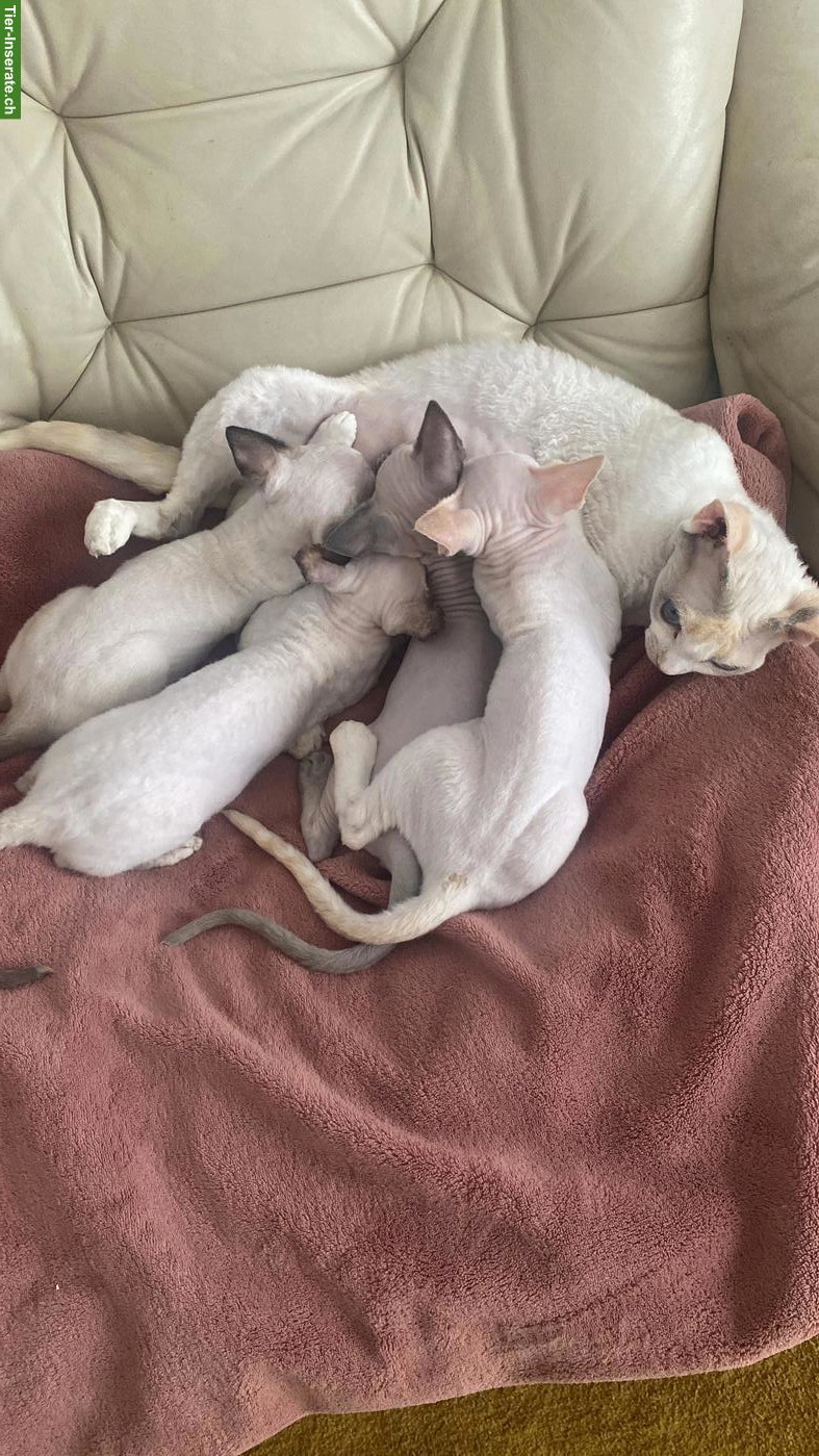 Bild 6: Wunderschöne Devon Rex Kitten