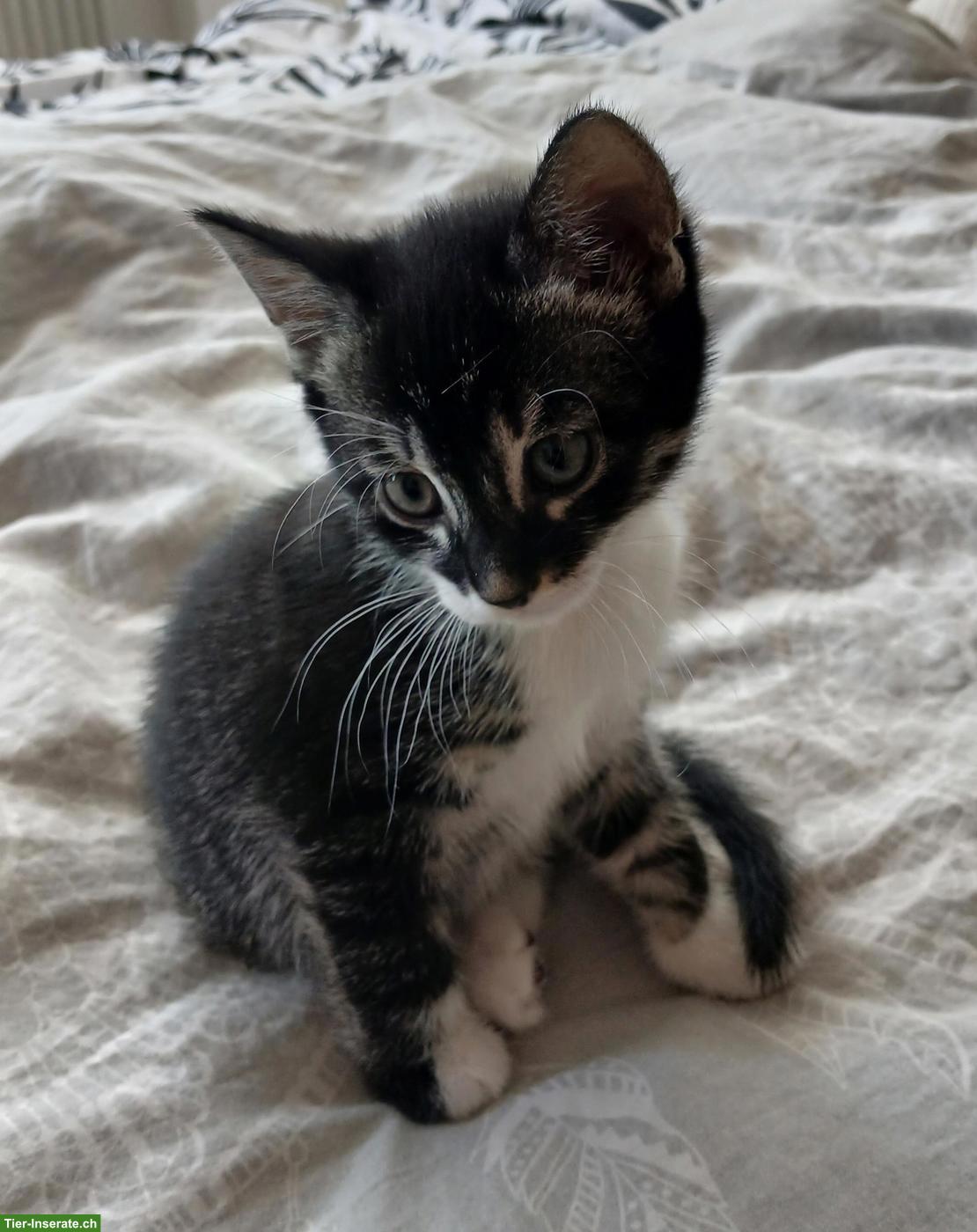 Bengal-Mix Katzenbabys suchen ein liebevolles Zuhause