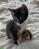 Bengal-Mix Katzenbabys suchen ein liebevolles Zuhause