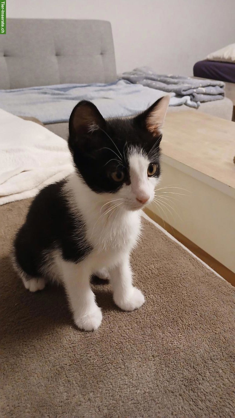 Bild 2: Bengal-Mix Katzenbabys suchen ein liebevolles Zuhause