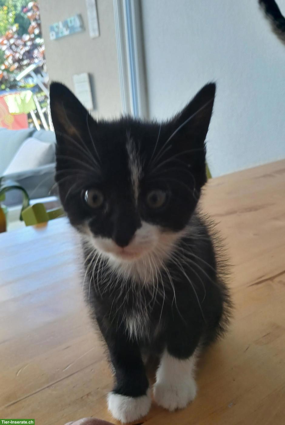 Bild 3: Bengal-Mix Katzenbabys suchen ein liebevolles Zuhause