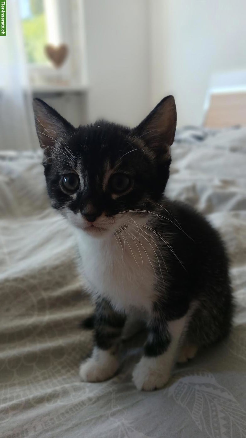 Bild 4: Bengal-Mix Katzenbabys suchen ein liebevolles Zuhause
