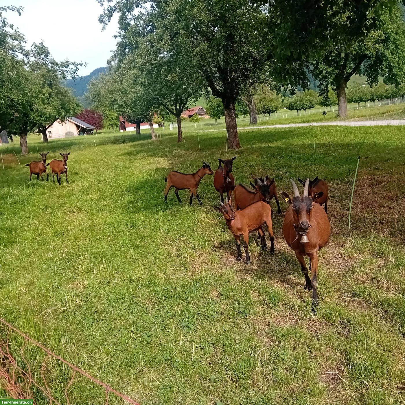 Geiss mit Gitzi, Gemsfarbige Gebirgsziegen