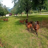Geiss mit Gitzi, Gemsfarbige Gebirgsziegen