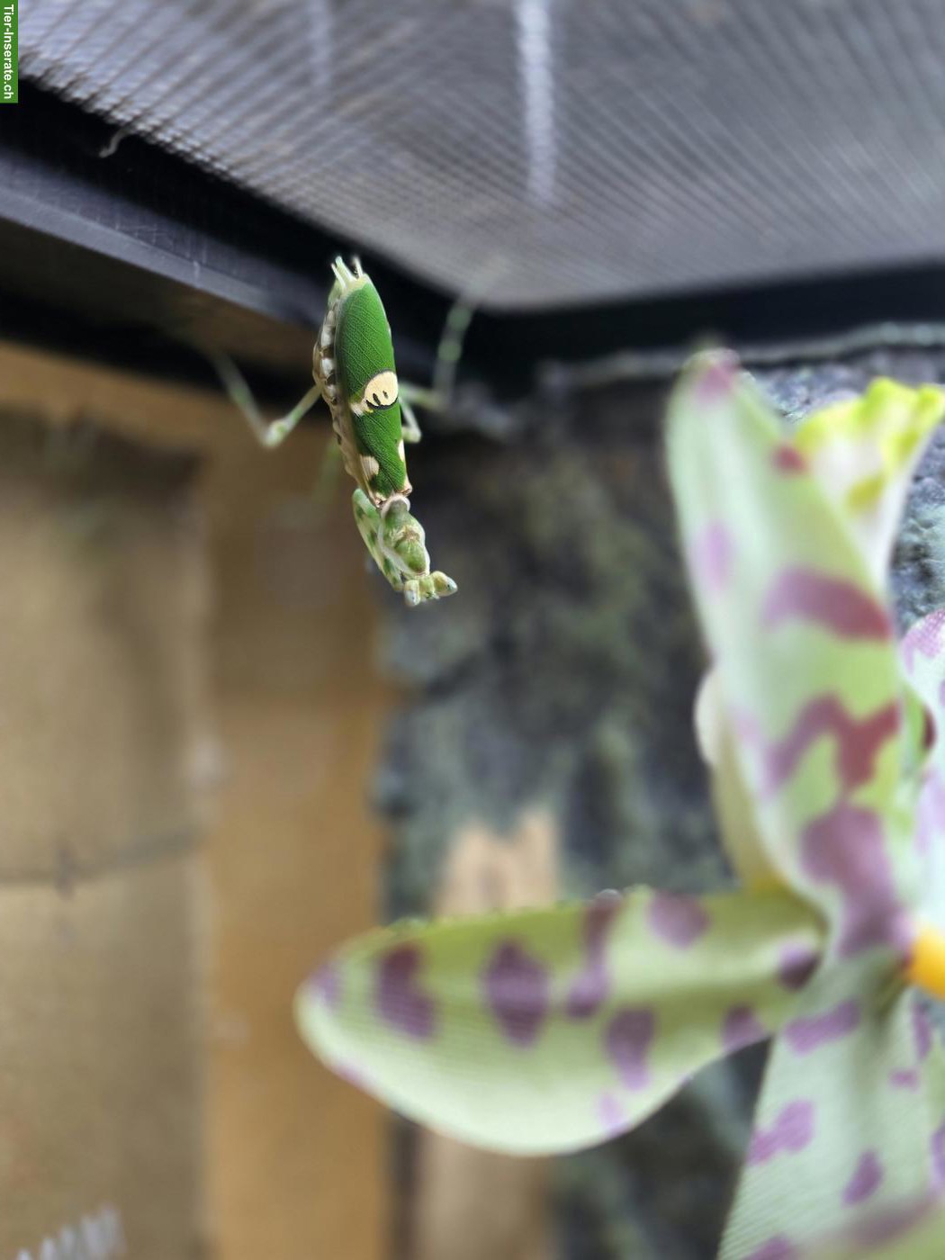 Junge Asiatische Blütenmantis (Creobroter gemmatus), L3