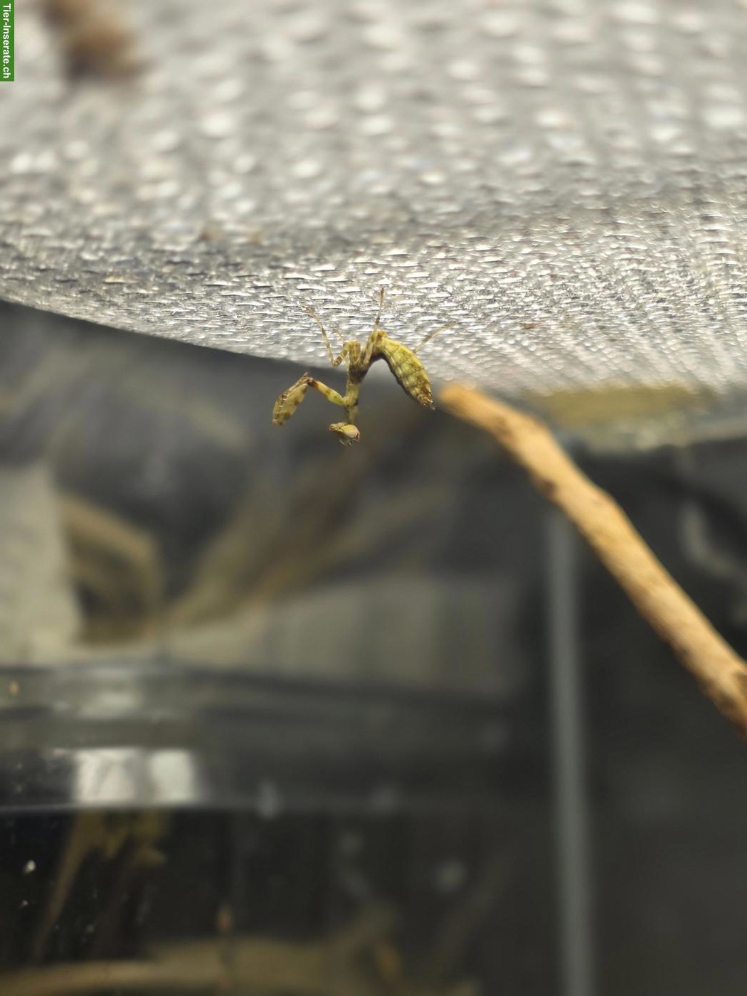 Bild 2: Junge Asiatische Blütenmantis (Creobroter gemmatus), L3