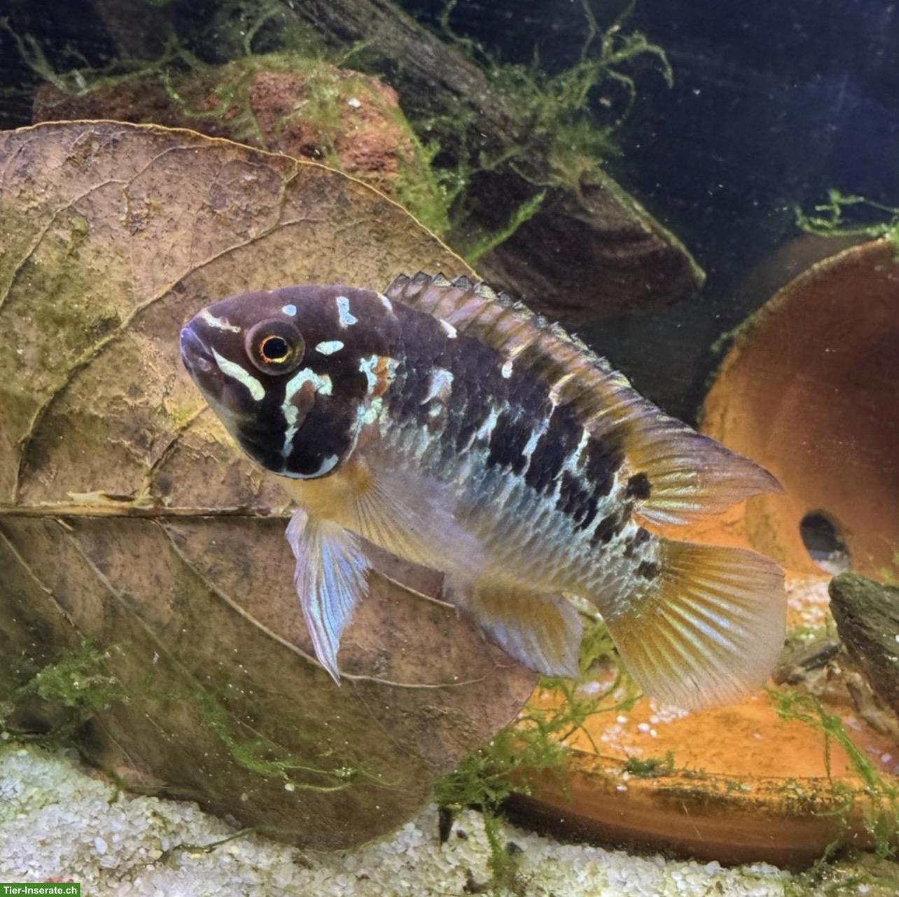 Junge Ivanacara bimaculata