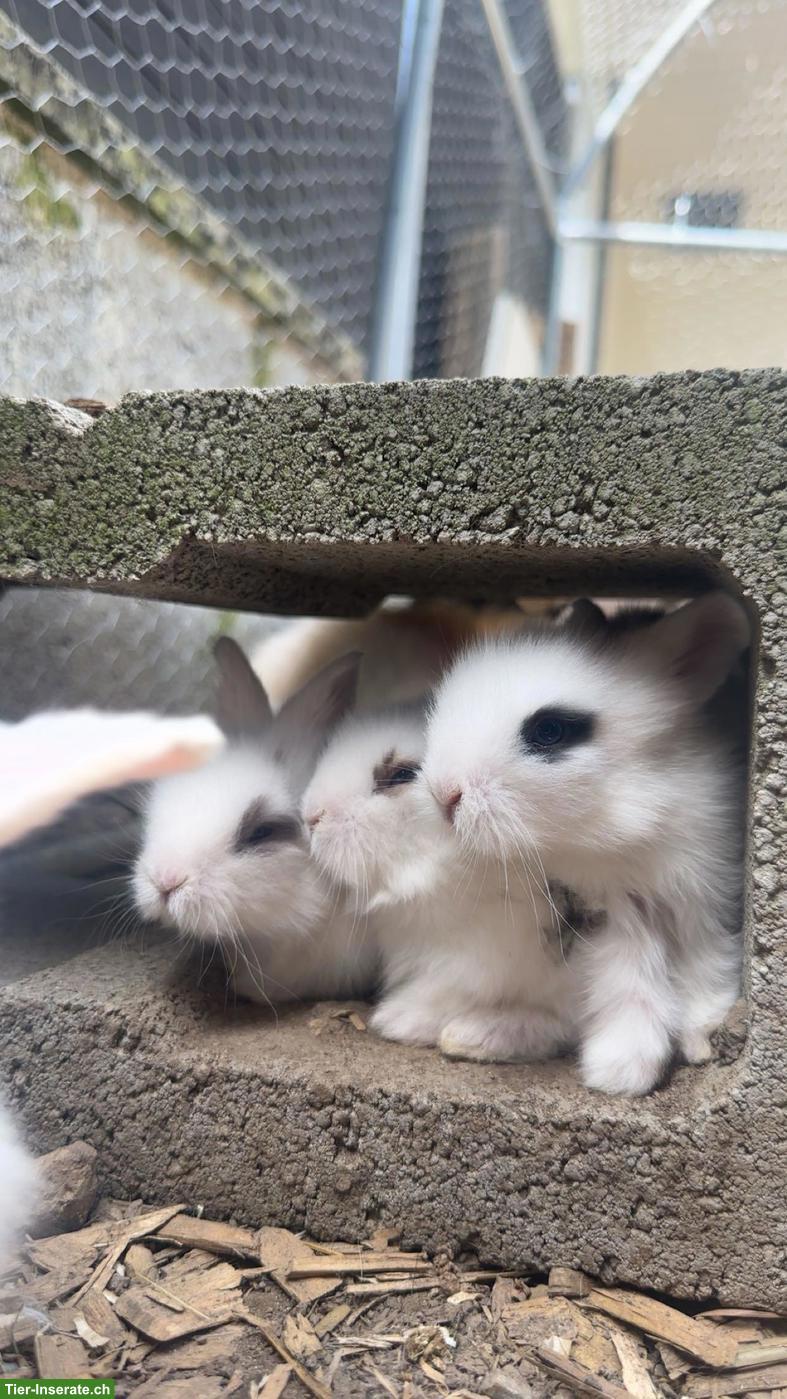4 junge Löwenkopf x Angora Kaninchen suchen liebevolles Zuhause