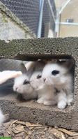 4 junge Löwenkopf x Angora Kaninchen suchen liebevolles Zuhause
