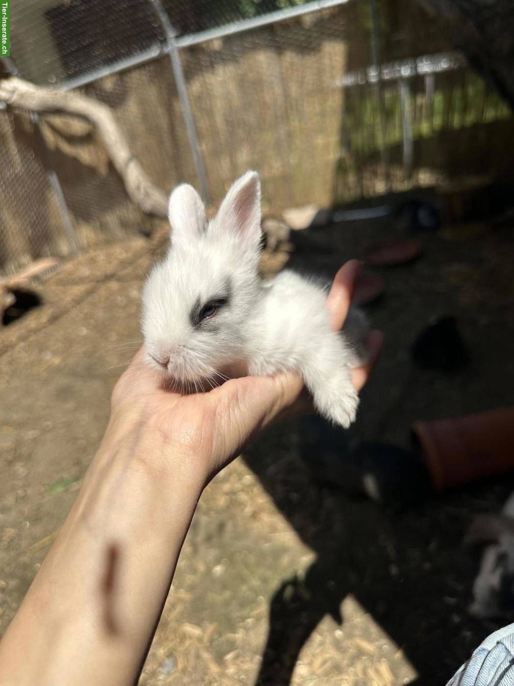 Bild 2: 4 junge Löwenkopf x Angora Kaninchen suchen liebevolles Zuhause