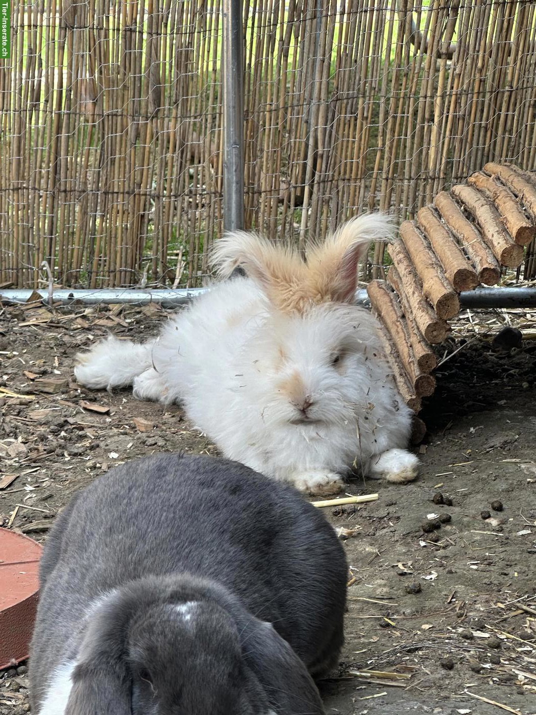 Bild 3: 4 junge Löwenkopf x Angora Kaninchen suchen liebevolles Zuhause