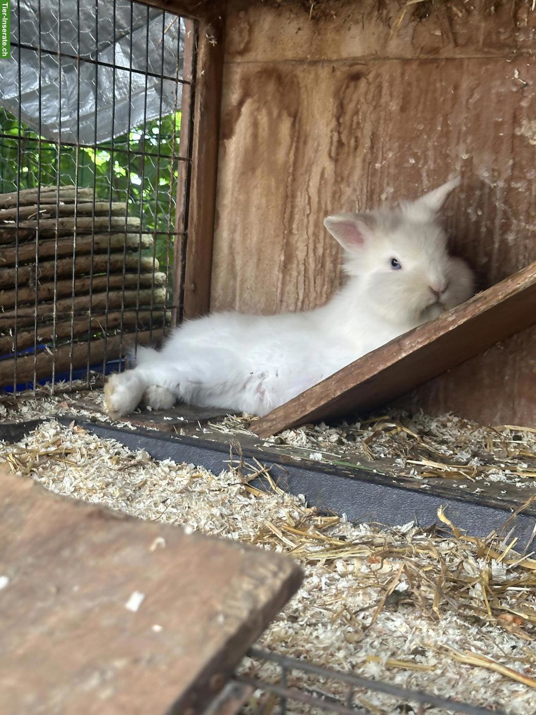 Bild 4: 4 junge Löwenkopf x Angora Kaninchen suchen liebevolles Zuhause