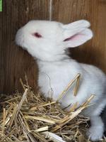 6 junge Hasen, Schweizer Scheck x Belgischer Riese