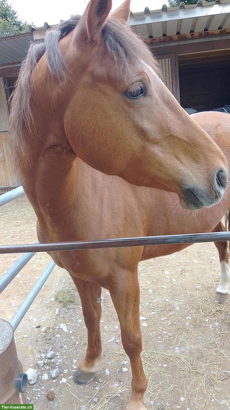 Suche kleines Pony/Shetlandpony 🐎