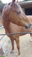 Suche kleines Pony/Shetlandpony 🐎
